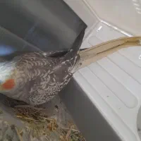 عروس هلندی گم شده