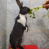 خرگوش|موش و خرگوش|دزفول, |دیوار