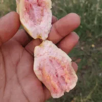 زیتون محلی  میناب (گوآوا)