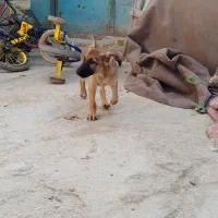 1 جفت توله ژرمن شپرد 3ماهه|سگ|هندیجان, |دیوار