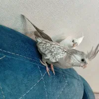 عروس هلندی ی ماده|پرنده|شوشتر, |دیوار