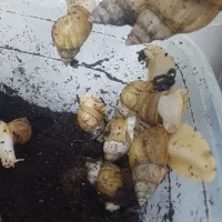 خاک مختص بستر حلزون|خزنده|مشهد, حضرت حجت|دیوار