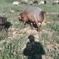 قوچ|حیوانات مزرعه|عطاملک, |دیوار