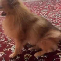 فروش فوری پامر سایز صفر