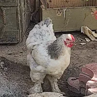 مرغ و خروس برهما