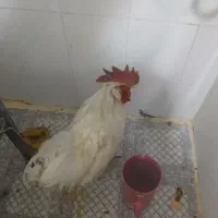 خروس