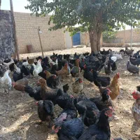 سلام تعدادی مرغ محلی بالغ نه ماهه تخم گذار فروشی|حیوانات مزرعه|شیراز, حومه شیراز|دیوار