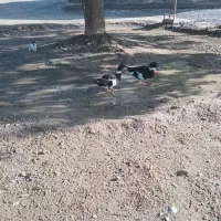 اردک|حیوانات مزرعه|میناب, |دیوار