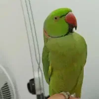 طوطی ملنگو مولد