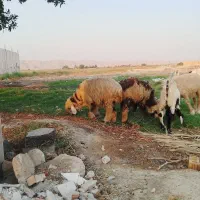 4عدد بره ماده داشتی