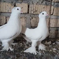 جفت سفید کاکل پاپر