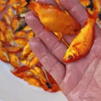 ماهی قرمز طعمه