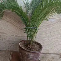 گل های زیبا