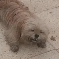 سگ ماده شیتزو