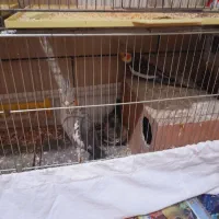 قناری عروس هلندی|پرنده|کرمان, |دیوار