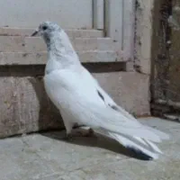 کبوتر پرشی نر و یاهو