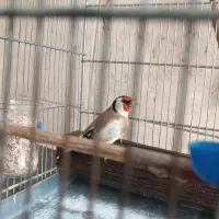 سهره جوجه قفس
