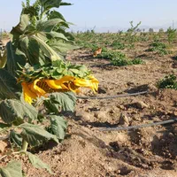 باغ ۵۰۰ متری درخت کاری شده|فروش زمین و ملک کلنگی|ساروق, |دیوار