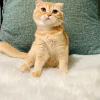 اسکاتیش ۸ ماهه نر|گربه|چالوس, |دیوار