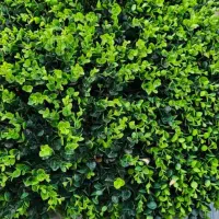 گرینوال پرتقالی|گل و گیاه طبیعی|تهران, یافت آباد شمالی|دیوار