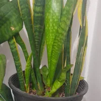 دو عدد گل سانسوریا خیلی سر حال|گل و گیاه طبیعی|تربت جام, شاد|دیوار