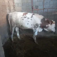 گوساله نر ثمینتال قرمز