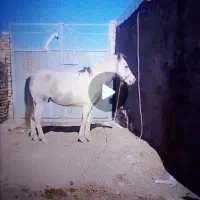 اسب|اسب و تجهیزات اسب‌سواری|اراک, |دیوار
