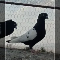 پرنده