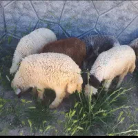 بره