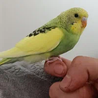 مرغ عشق تازه دونخور دستی