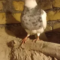 طوقی غریب گیر امشب|پرنده|کنگاور, |دیوار