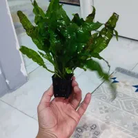 گیاه اکواریومی