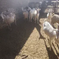 فروش انواع بزآبستن