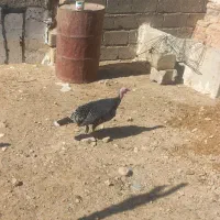 ۲ عدد بوقلمون ماده|حیوانات مزرعه|کوهدشت, |دیوار