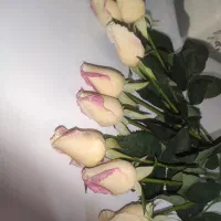 گل رز لمسی سفید صورتی