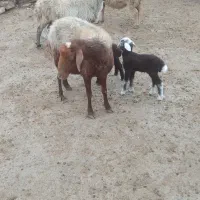 میش و بره