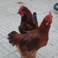 فروش دو عدد خروس