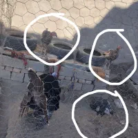 بوقلمون|حیوانات مزرعه|زهک, |دیوار