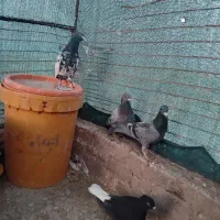 تعدادی کبوتر