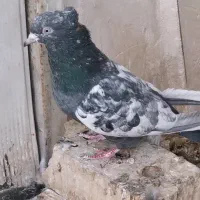 سینه|پرنده|شیراز, شهرک گلستان|دیوار