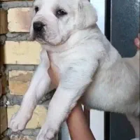 سگ الابای نژاد روس|سگ|اصفهان, نقش جهان|دیوار