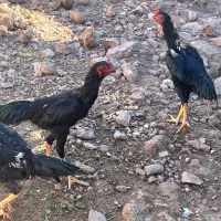 خروس گردن لرزون