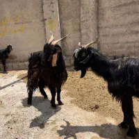 فروش یا معاوضه با اسب