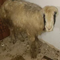 گوسفند   بره  زیر قیمت به دلیل بدهی