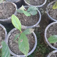 نهال ازگیل ژاپنی