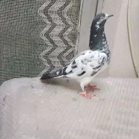کبوتر خارجی جنسیت نر