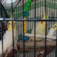 جفت عروس هلندی مولد با جوجه و دو جفت مرغ عشق مولد|پرنده|حمیدیه, |دیوار