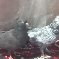 سرور . سرکه ای