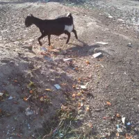 بز چاق|حیوانات مزرعه|بیرجند, |دیوار