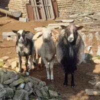 سه راس گوسفند نر